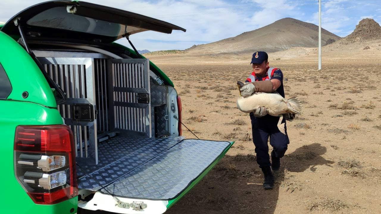 Doğanın sessiz canları jandarmaya emanet
