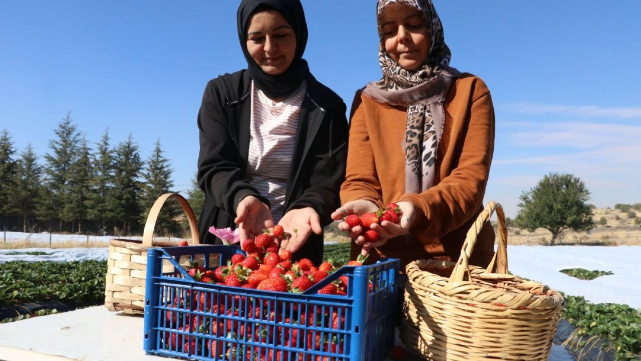 Gelin görümce Erciyes eteklerindeki atıl ata topraklarını çilek bahçesine dönüştürdü