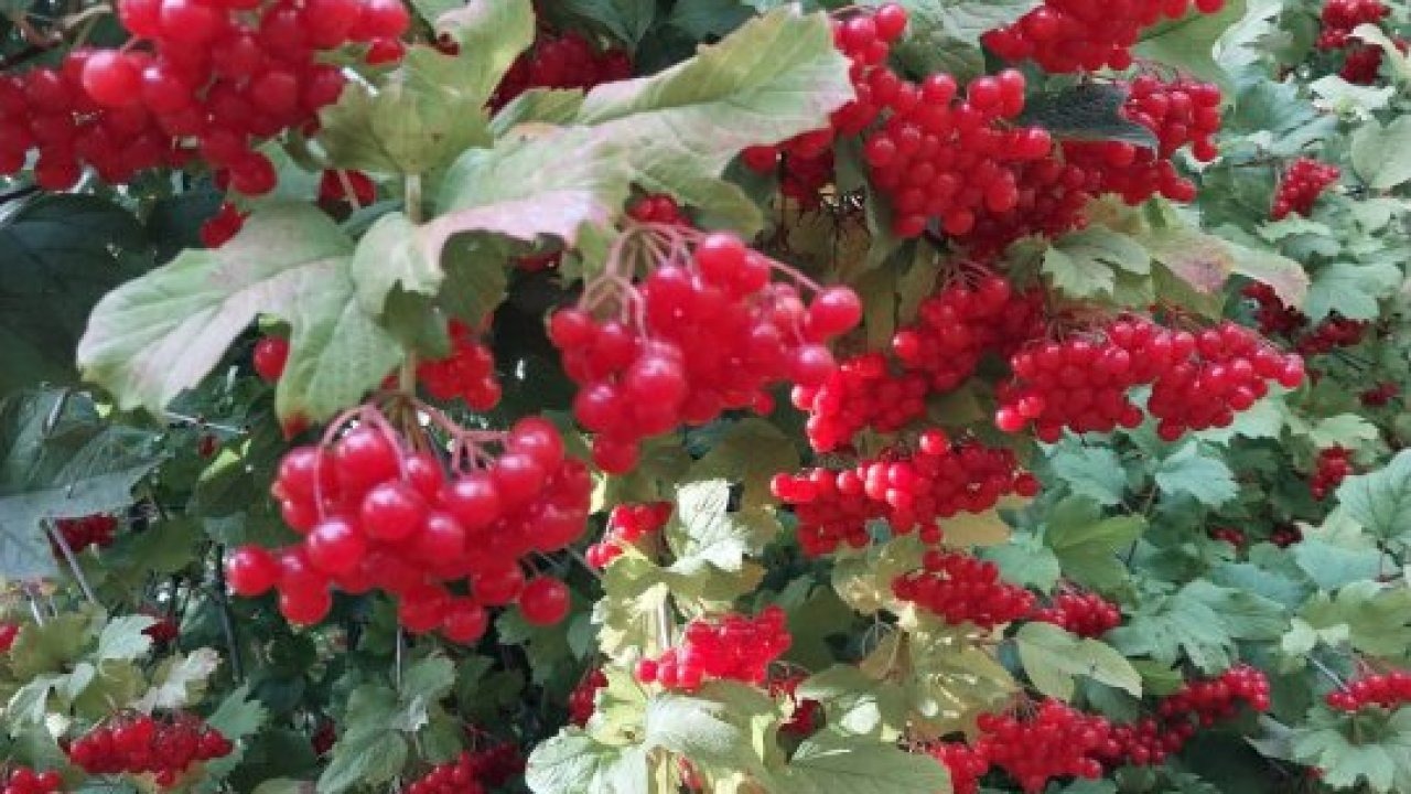 Gemerek&#039;te gilaburu hasadı başladı