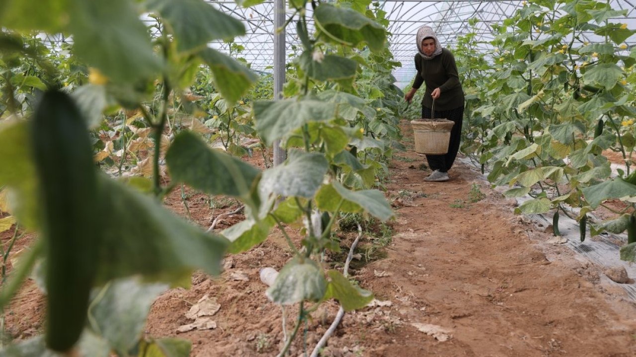 Kadın girişimci devlet desteğiyle kurduğu serada üretime katkı sağlıyor