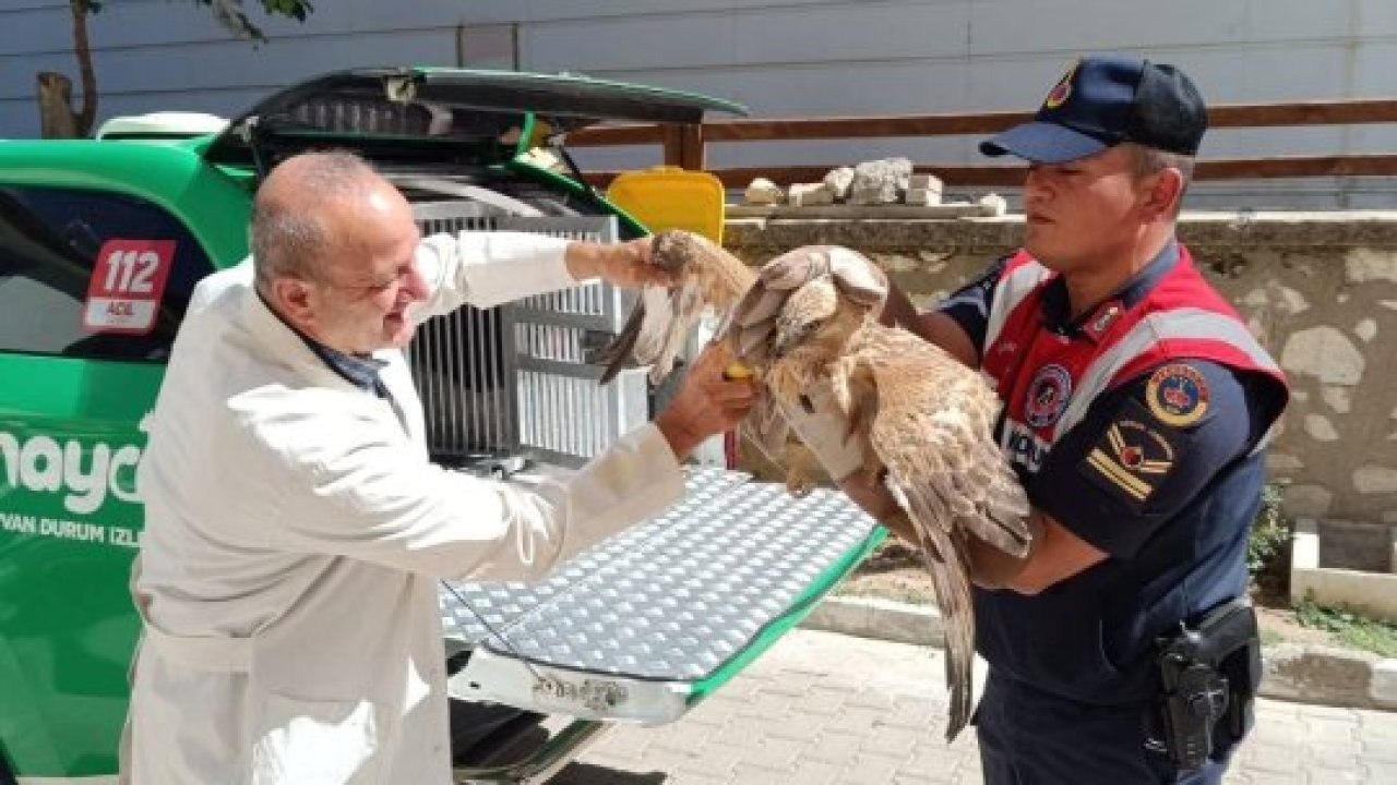 Karaman'da yaralı bulunan 3 pelikan ve 1 kızıl şahin tedavi altına alındı