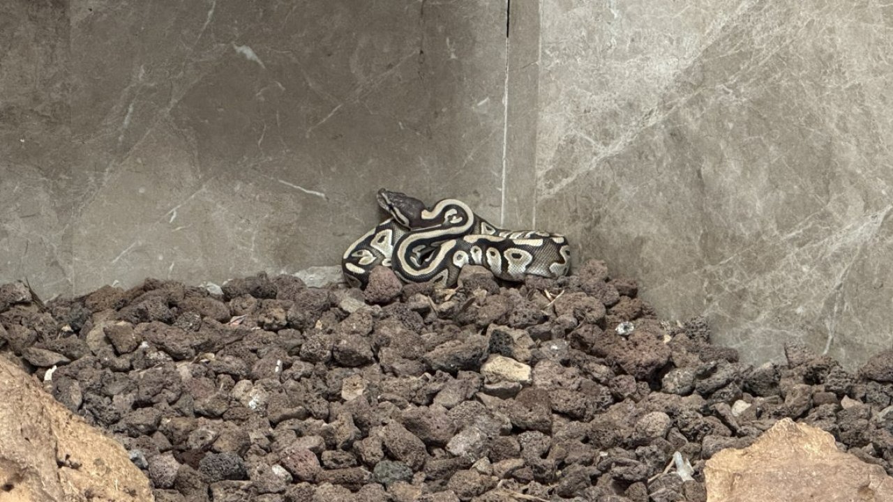 Konya'da asayiş kontrolünde bir kişinin cebinden çıkan piton koruma altına alındı