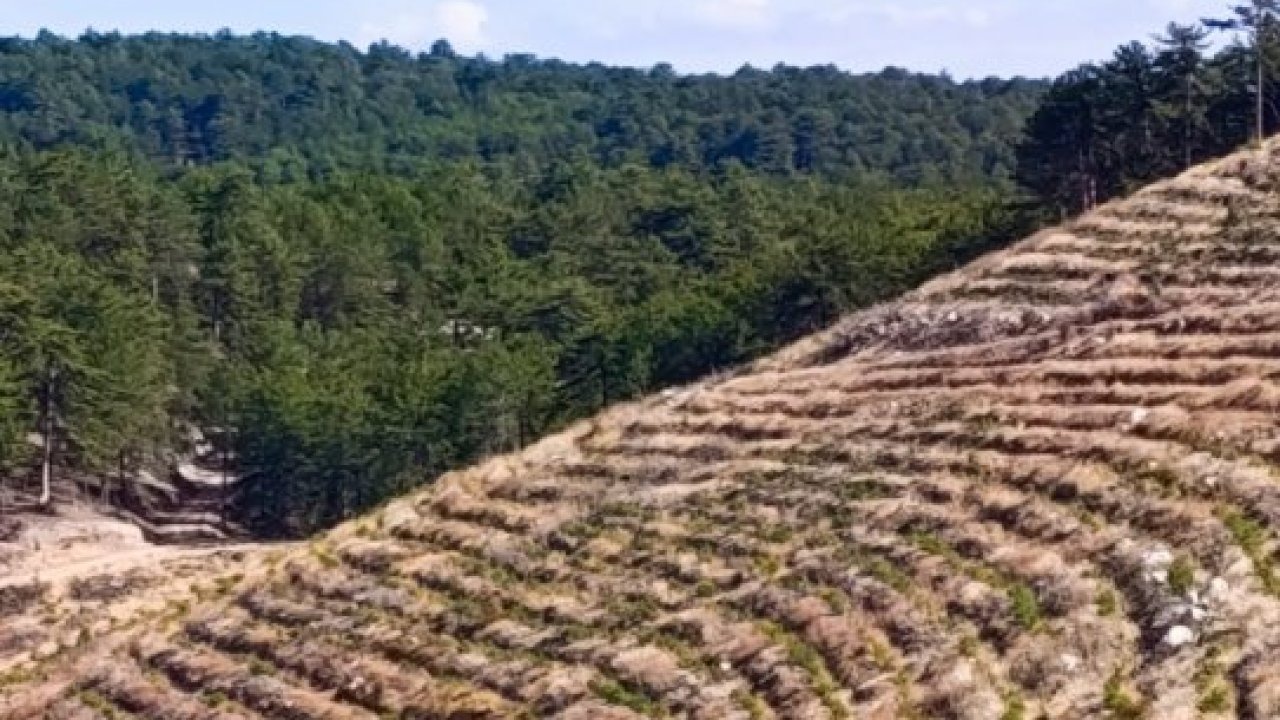 Nallıhan'da yanan ormanlık alanlarda ağaçlandırma çalışmaları sürüyor