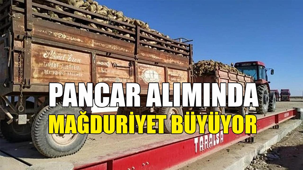 Pancar alımında mağduriyet büyüyor