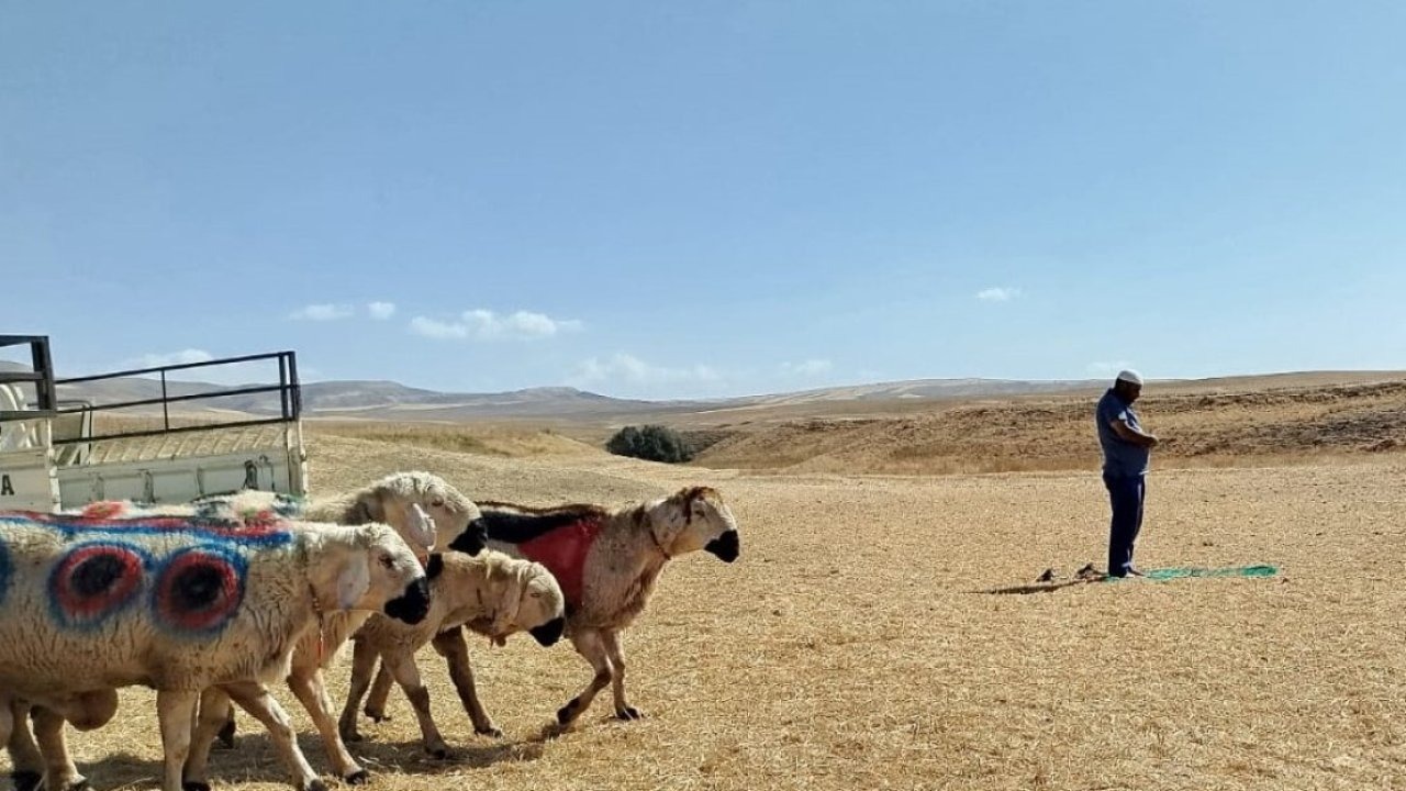 Sarıoğlan'da koç katım geleneği sürüyor