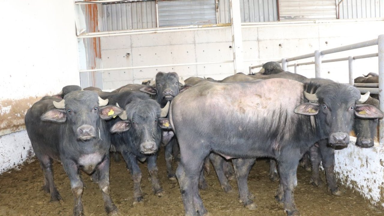 Sivas'ta Anadolu mandaları yetiştiricilere teslim edildi