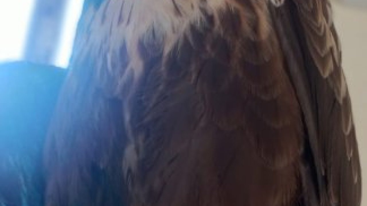 Sivas&#039;ta yaralı şahin tedaviye alındı