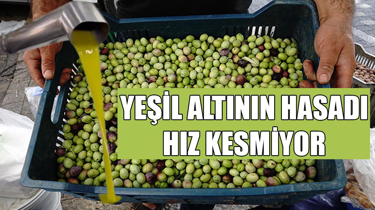 Yeşil altının hasadı hız kesmiyor