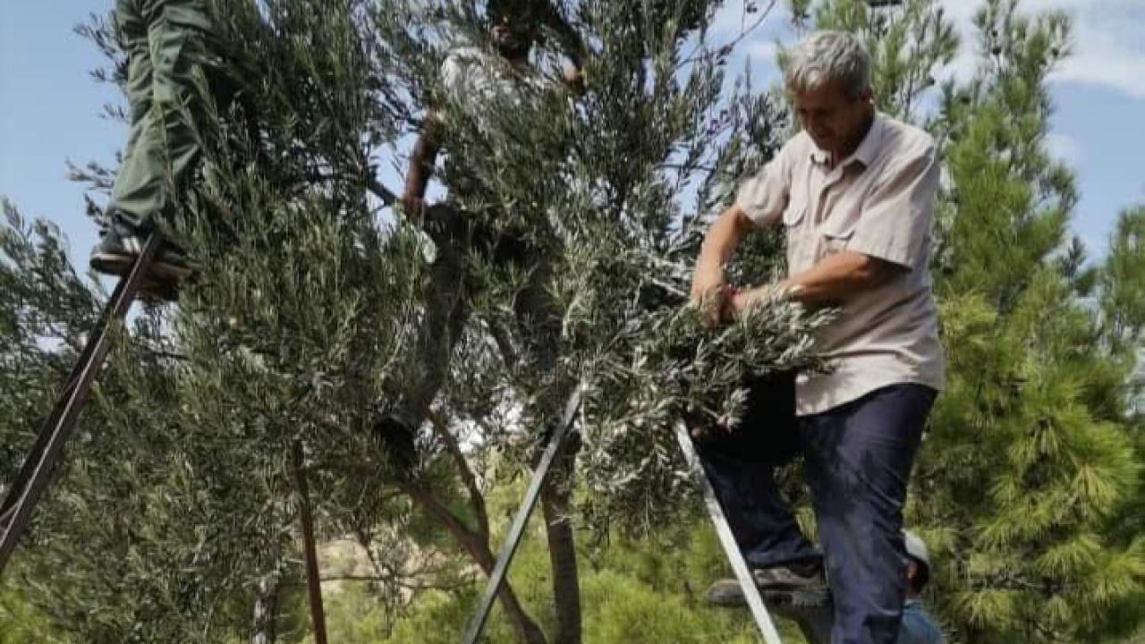 Yeşil Altın’ın hasat zamanı
