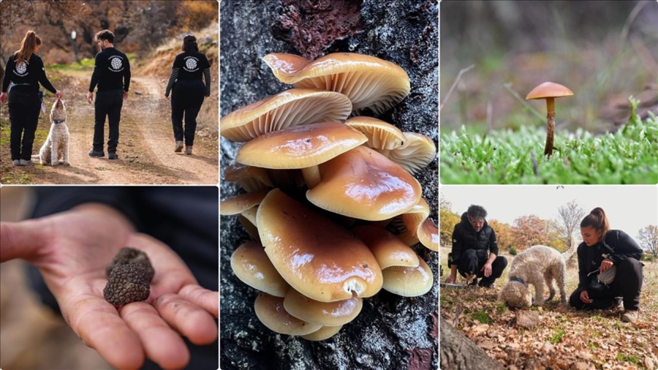 120 tür mantar yapay zekayla sınıflandırılıyor
