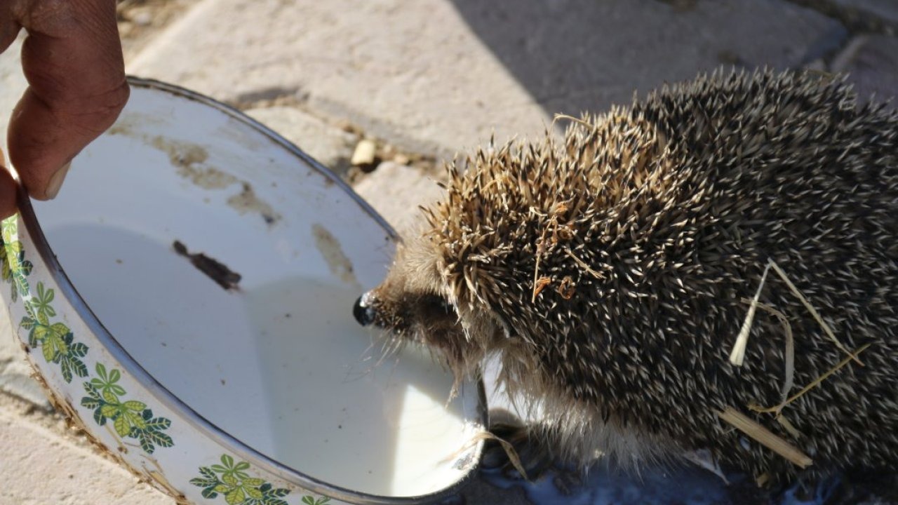 Aksaray'da bir çiftçi her sabah ahırına gelen kirpiyi sütle besliyor