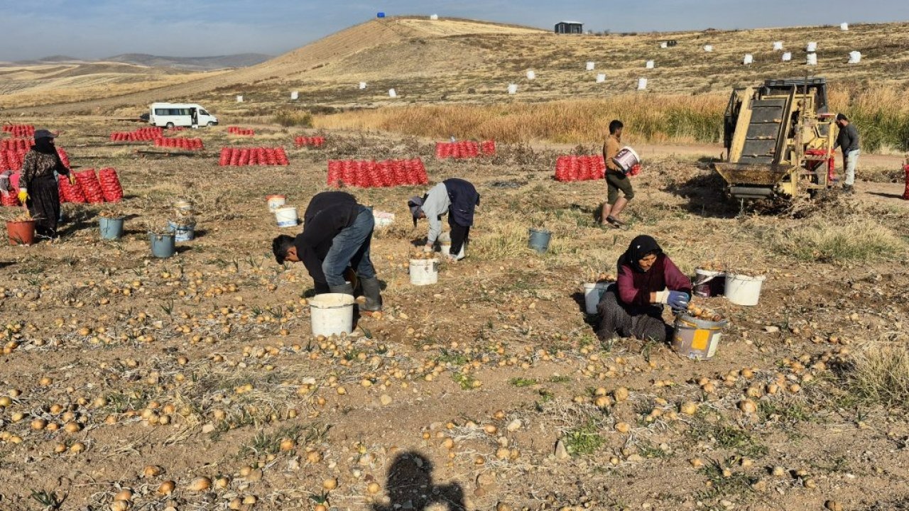 Bahşılı ilçesinde soğan hasadı yapıldı