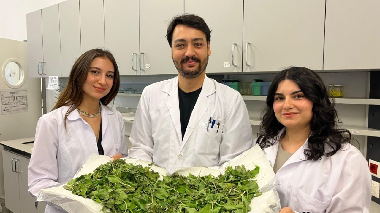 Bilgi Üniversitesi öğrencilerinden antibiyotik direncine karşı doğal çözüm