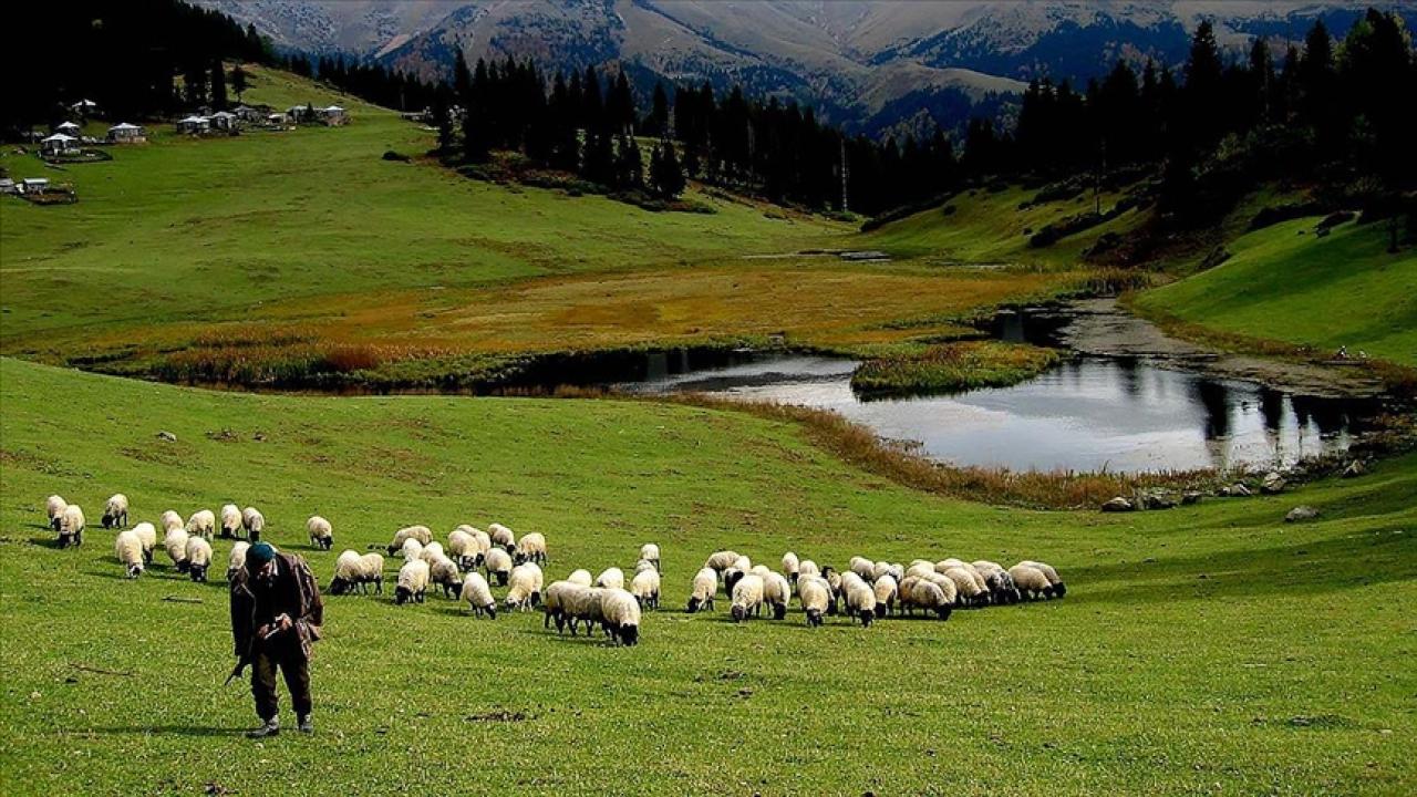 Düzenlemeye gidildi