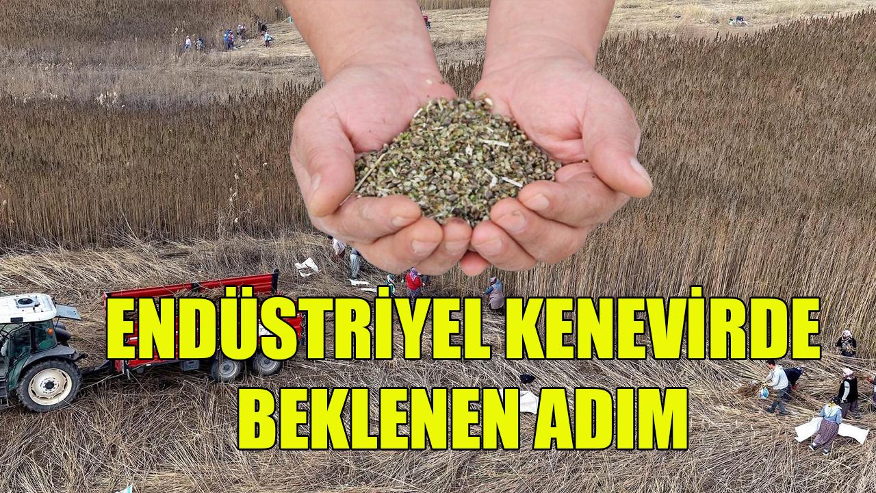 Endüstriyel kenevirde beklenen adım