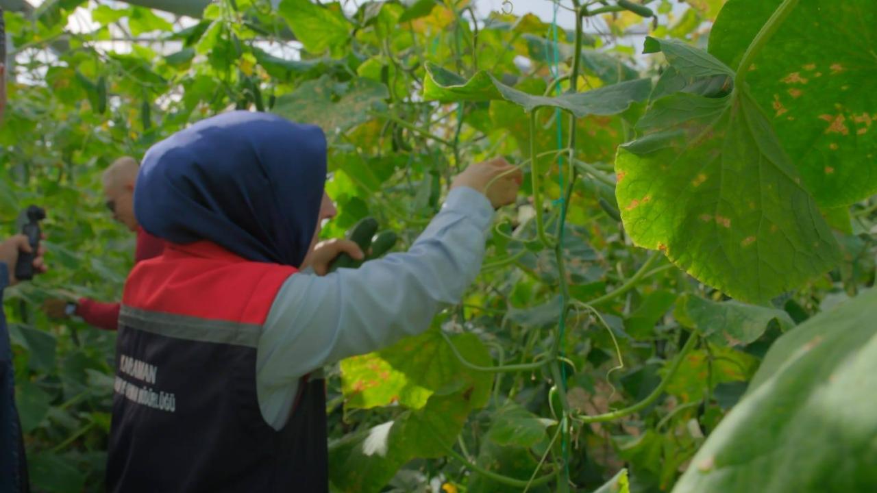 Karaman’da seralarda hasat zamanı