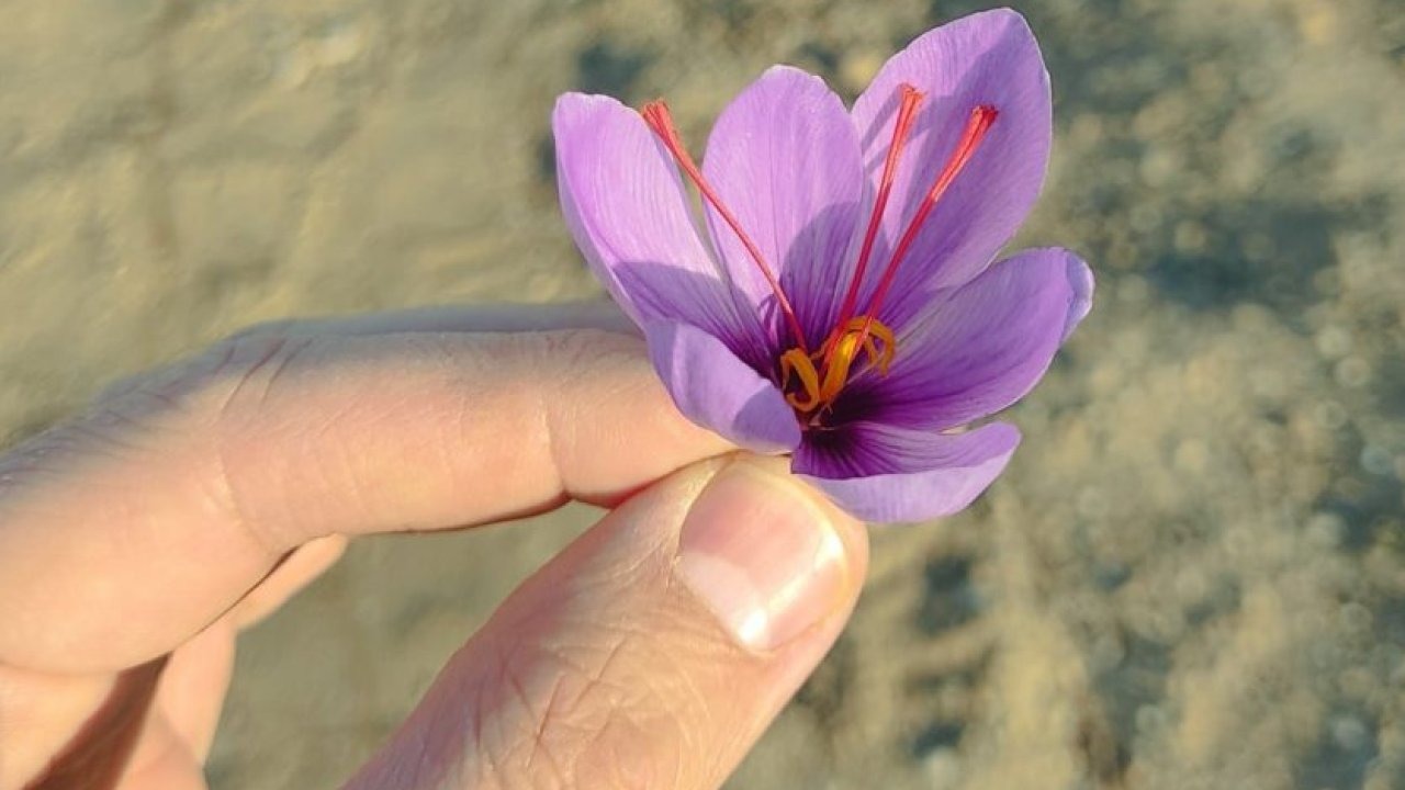 Kırşehir&#039;de safranın deneme ekimleri başarılı oldu