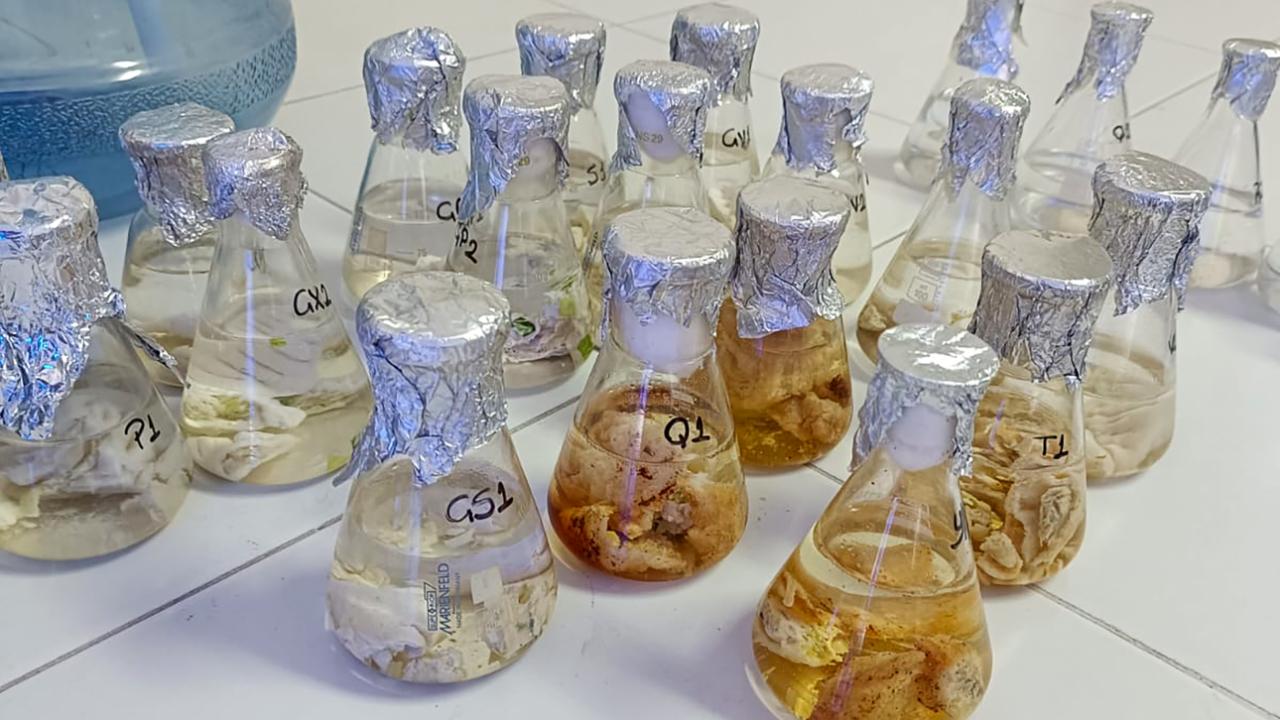 KMÜ’de araştırılacak