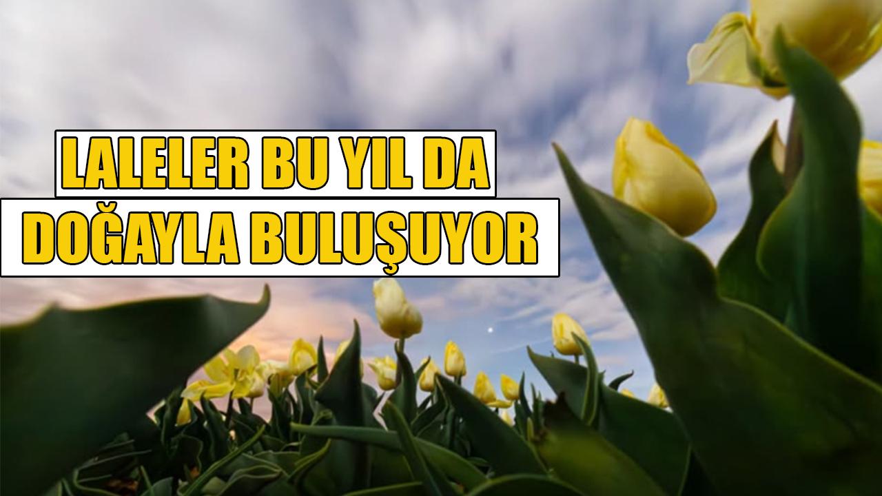 Laleler bu yıl da doğayla buluşuyor