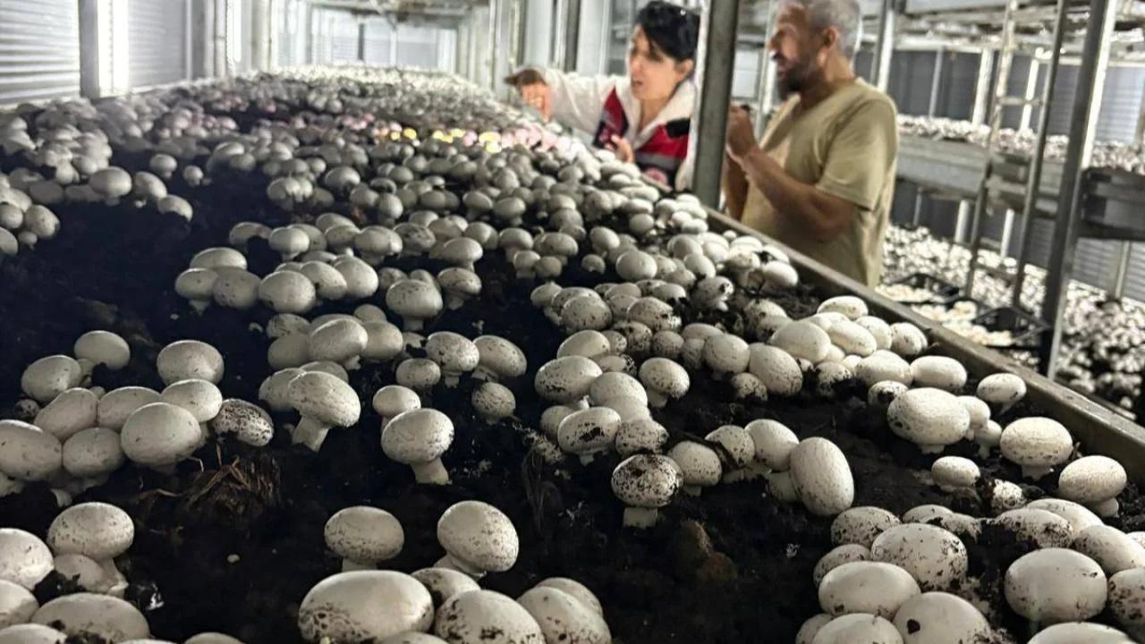 Mantar üretimi güçleniyor