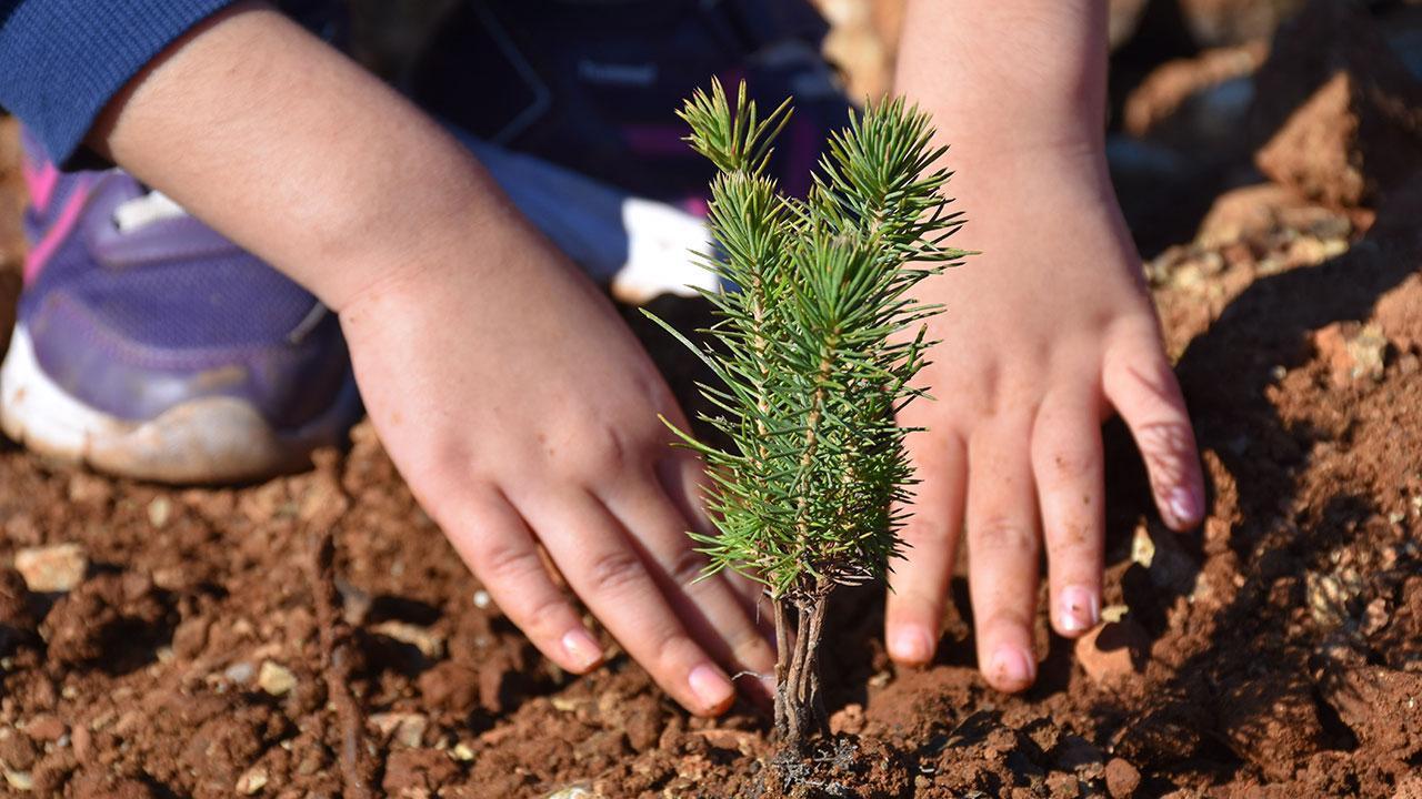 Milyonlarca fidan toprakla buluşacak