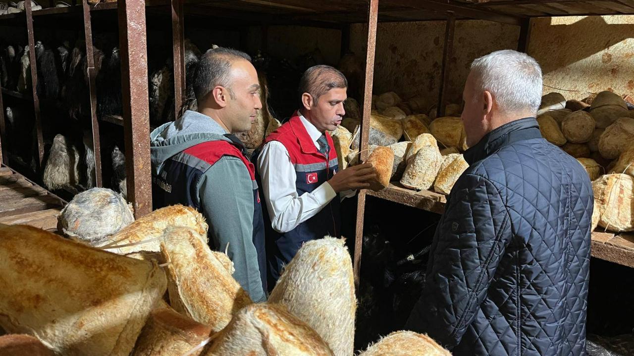 Obruk peynirine yakın takip