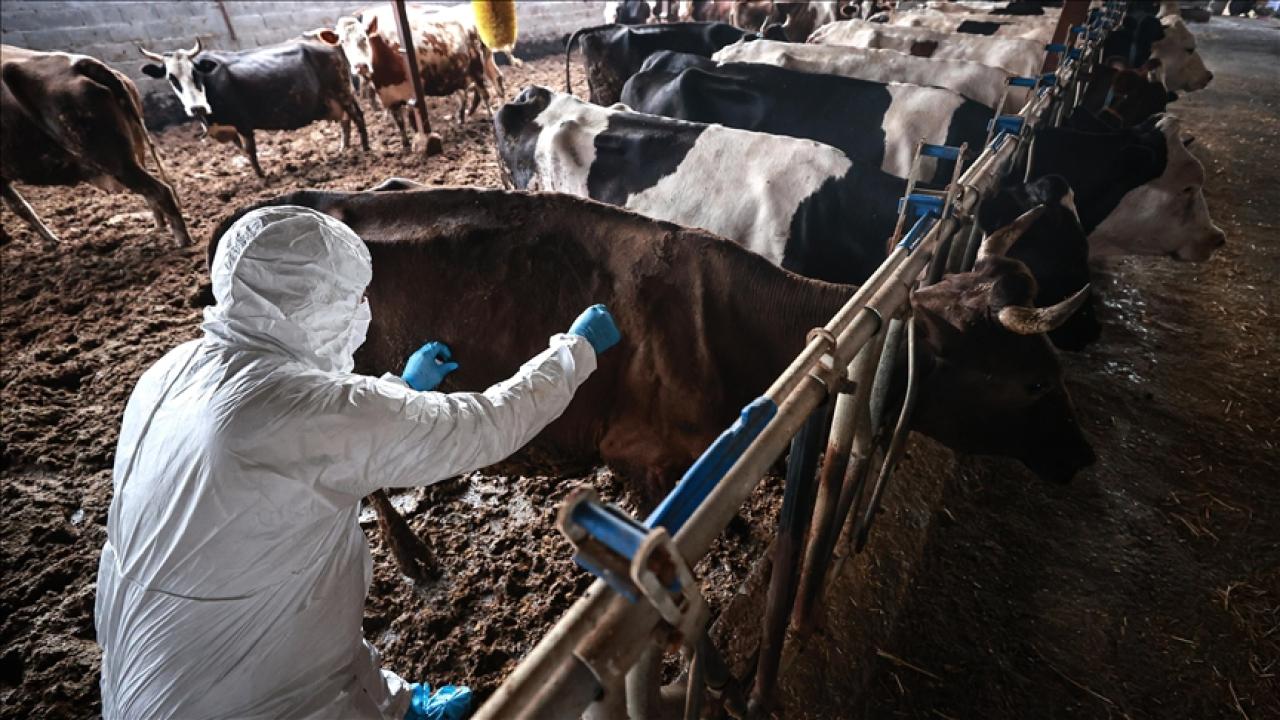 Şap kontrol altına alındı