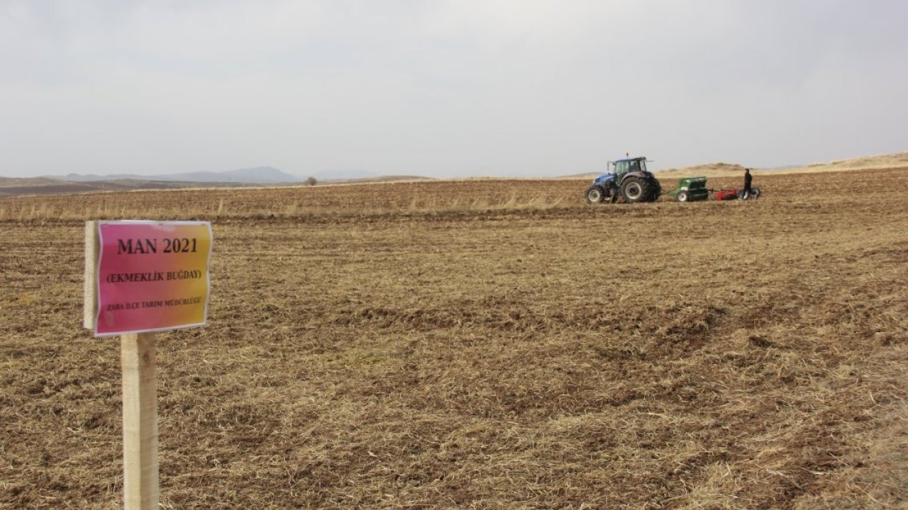 Sivas&#039;ta geliştirilen buğday tohumları toprakla buluşturuldu