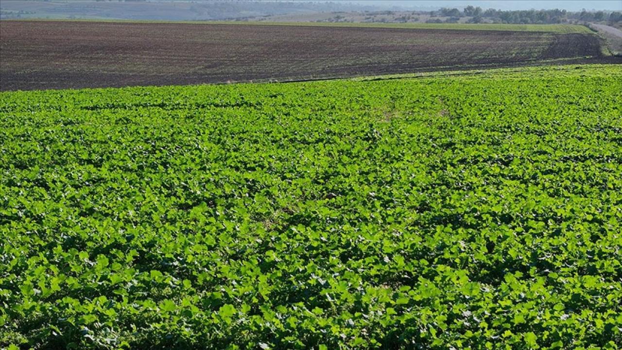 Son dönemdeki yağışlar kanola üreticisini sevindirdi