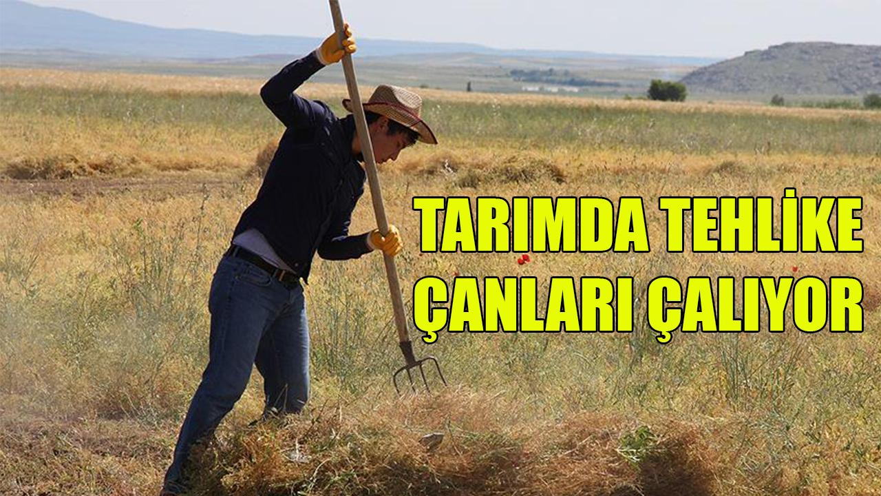 Tarımda tehlike çanları çalıyor