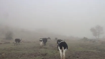 Seydişehir'de kaybolan büyükbaş hayvanlar sahibine teslim edildi