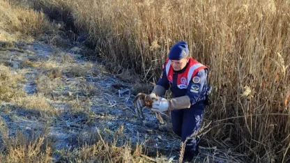 Karaman'da yaralı bulunan kızıl şahin tedavi altına alındı