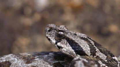 Çankırı'da ilk kez tespit edilen Osmanlı engereğinin yayılış alanı yeniden belirlendi