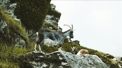 953 bin 82 lira ceza uygulandı