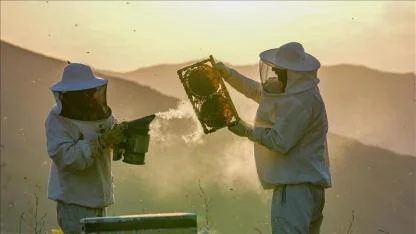 Arı ölümleri artıyor