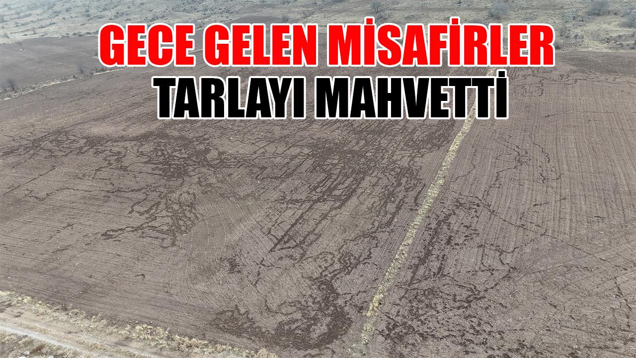 Gece gelen misafirler tarlayı mahvetti