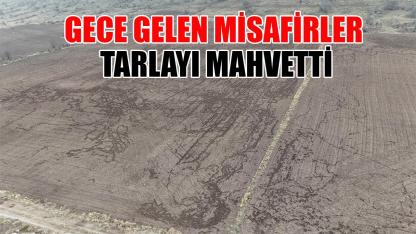 Gece gelen misafirler tarlayı mahvetti