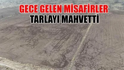 Gece gelen misafirler tarlayı mahvetti