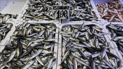 Hamsi bolluğu yaşanıyor