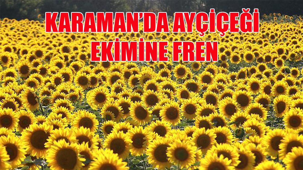 Karaman’da ayçiçeği ekimine fren