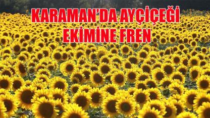 Karaman’da ayçiçeği ekimine fren