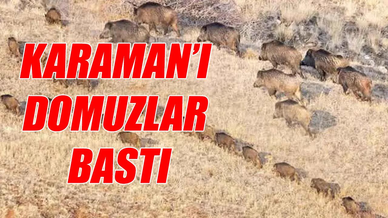 Karaman’ı yaban domuzları bastı