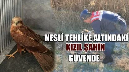 Nesli tehlike altındaki kızıl şahin güvende