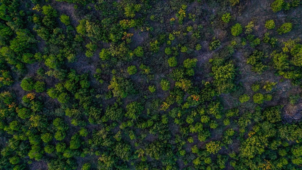 Ormanlık alanlar artıyor