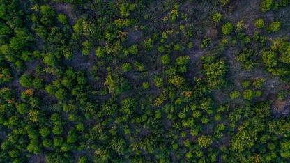 Ormanlık alanlar artıyor