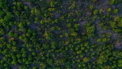 Ormanlık alanlar artıyor