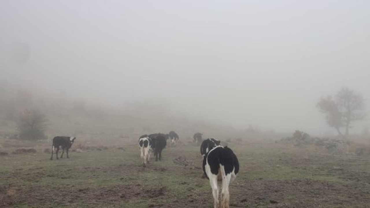 Seydişehir&#039;de kaybolan büyükbaş hayvanlar sahibine teslim edildi