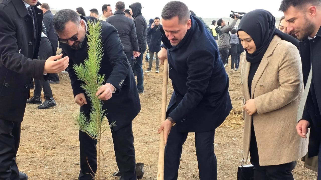 Vekil Eser fidan dikti