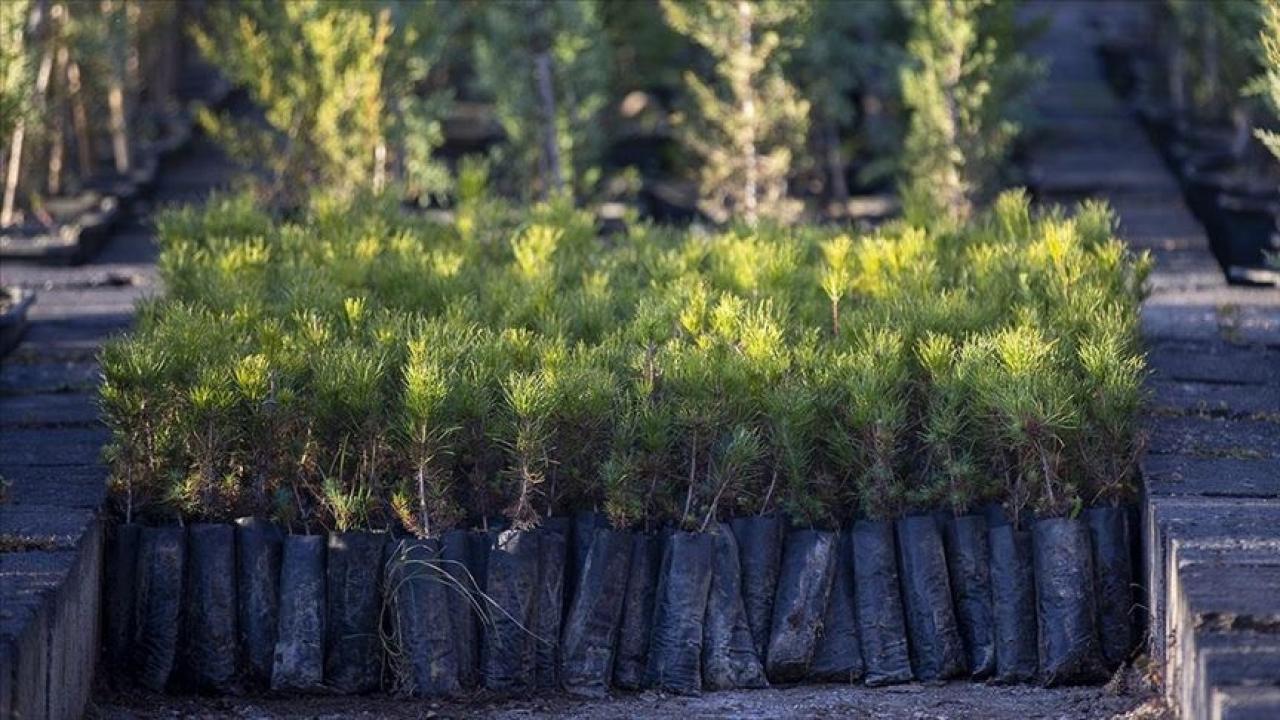 517 milyon fidan toprakla buluştu