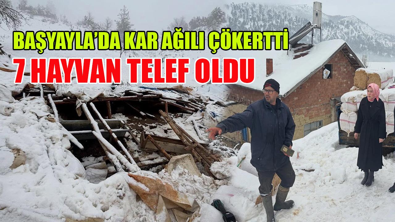 Başyayla’da kar ağılı çökertti: 7 hayvan telef oldu